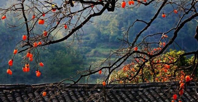 羊奶果好吃吗,羊奶果怎么吃,羊奶果图片步骤三种做法