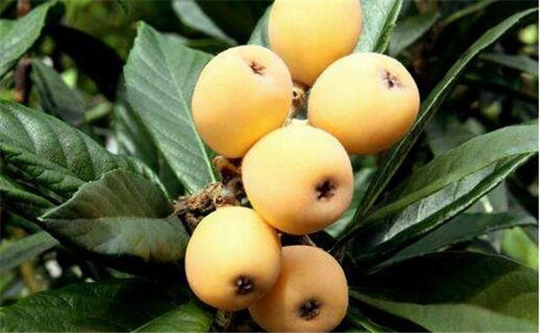 为什么家里不能栽枇杷(种枇杷树招鬼)，种枇杷树的忌讳