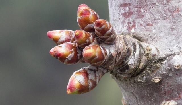 樱桃树种下几年能长樱桃(3-6年结果),樱桃树种怎么种能出得快