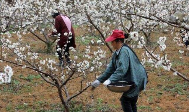 樱桃树种下几年能长樱桃(3-6年结果),樱桃树种怎么种能出得快