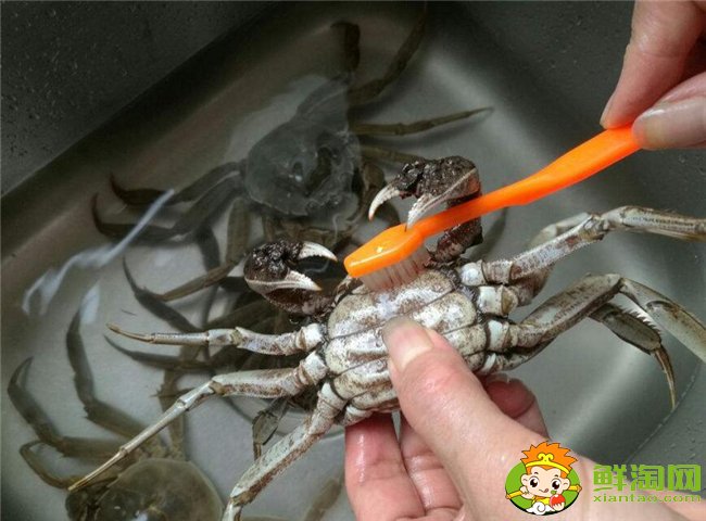梭子蟹怎么洗最干净,梭子蟹怎么洗干净图解