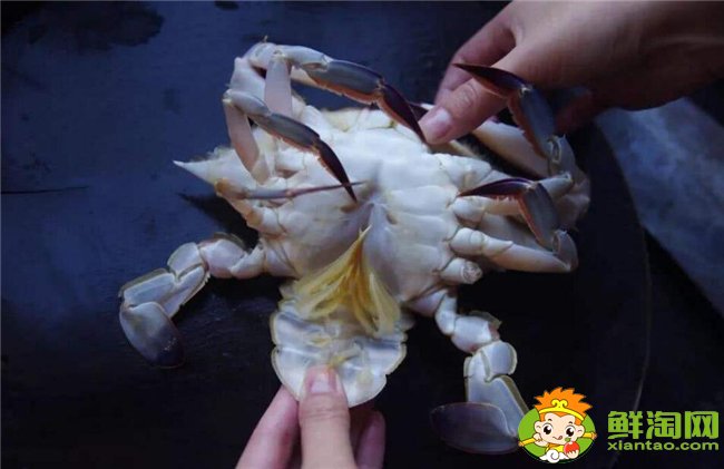梭子蟹怎么洗最干净,梭子蟹怎么洗干净图解