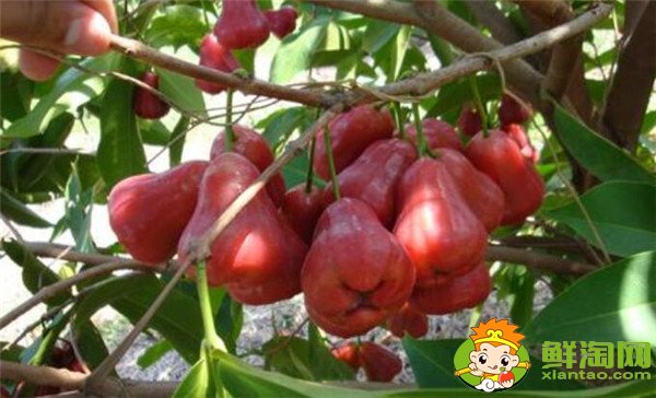 莲雾产地在哪里,莲雾产地有哪些地方