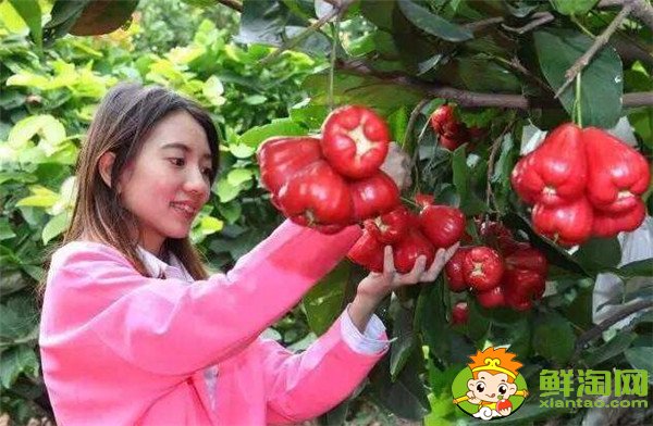 莲雾种植多久结果,莲雾种植条件管理技术(温度、密度)