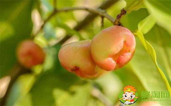 水果莲雾的营养价值高吗(莲雾的营养价值是啥),莲雾的营养价值及功效