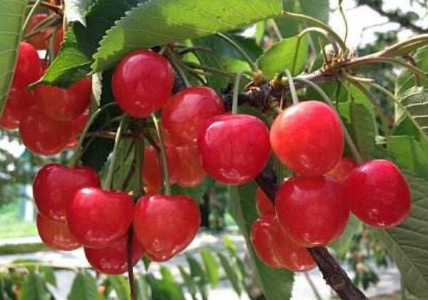 樱桃品种排名,樱桃品种大全
