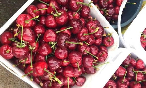 进口樱桃品种排名,樱桃品种介绍及排名