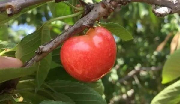 鸡心樱桃是什么品种,鸡心樱桃山东烟台地区位列第三位