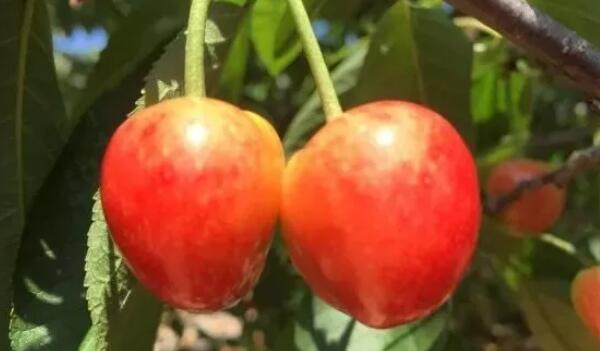 鸡心樱桃是什么品种,鸡心樱桃山东烟台地区位列第三位