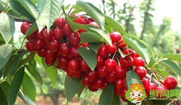 中国樱桃品种排名,中国本土樱桃品种那种最好