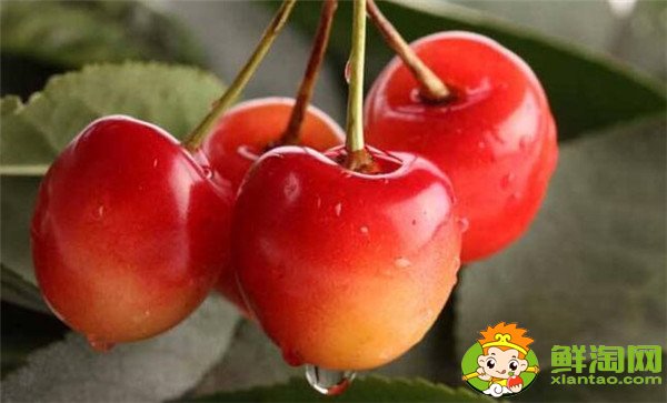 中国樱桃品种排名,中国本土樱桃品种那种最好