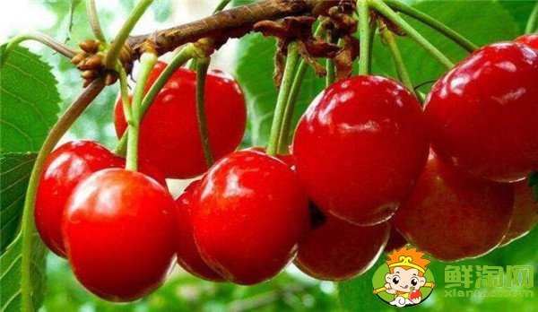 南方樱桃品种哪个好,南方樱桃品种大全图片