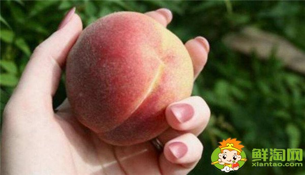 怀孕不能吃什么水果,怀孕能吃什么水果