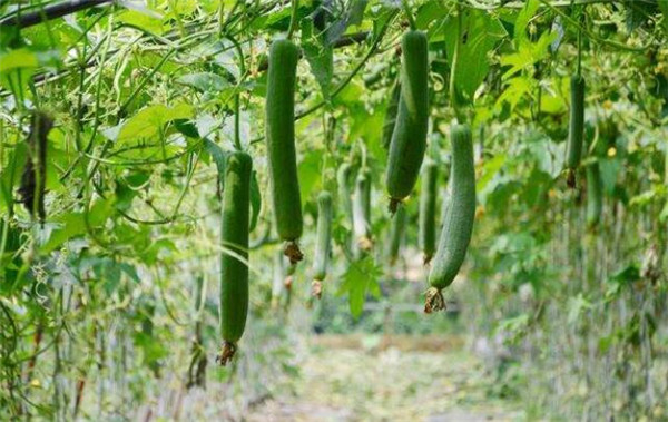 丝瓜该怎么种,丝瓜种植的方法