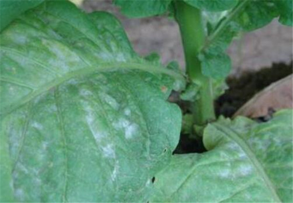 常见病害小白菜防治方法,白粉病要消灭病菌