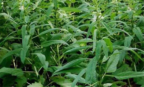 芝麻种植时间,芝麻播种方式