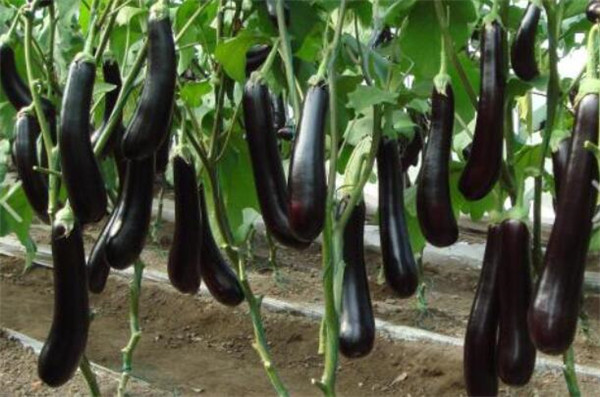 茄子的种植时间,茄子的最佳种植时间(初春、初秋)