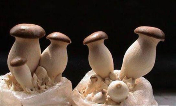 杏鲍菇的生长环境,酸碱度环境最适合杏鲍菇生长