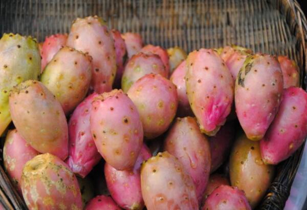 仙人掌果什么时候成熟,仙人掌果多少钱一斤