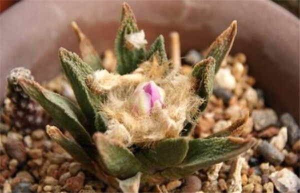 哪种仙人掌果实不能吃,不能吃的仙人掌图片