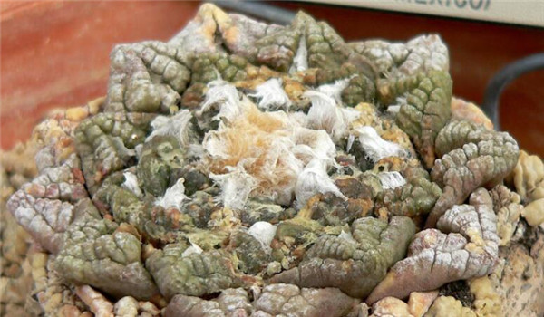 哪种仙人掌果实不能吃,不能吃的仙人掌图片