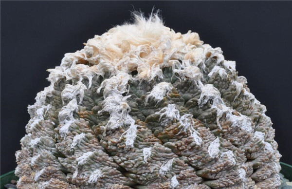 哪种仙人掌果实不能吃,不能吃的仙人掌图片