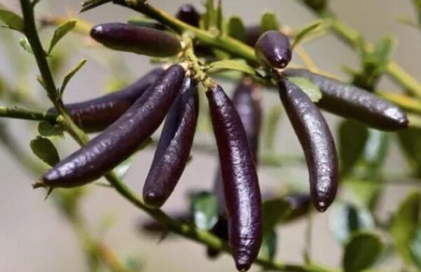 指橙树什么时候开花,指橙几年挂果