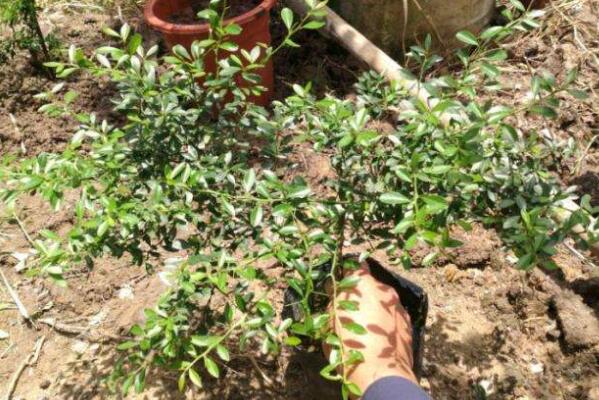 澳洲指橙苗种植技巧,澳洲指橙生长环境