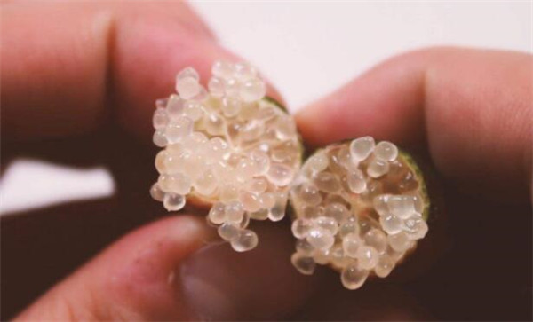 澳洲指橙有什么功效,澳洲指橙药用价值