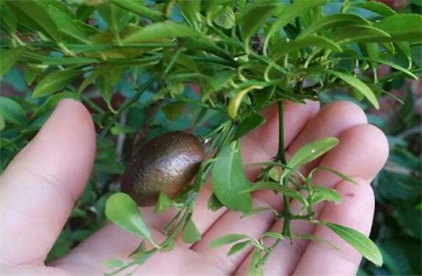 澳洲指橙有什么功效,澳洲指橙药用价值