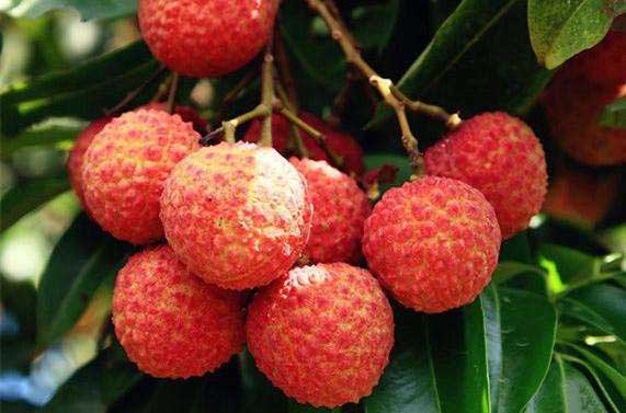 荔枝上火会有哪些表现,荔枝干一天吃几个