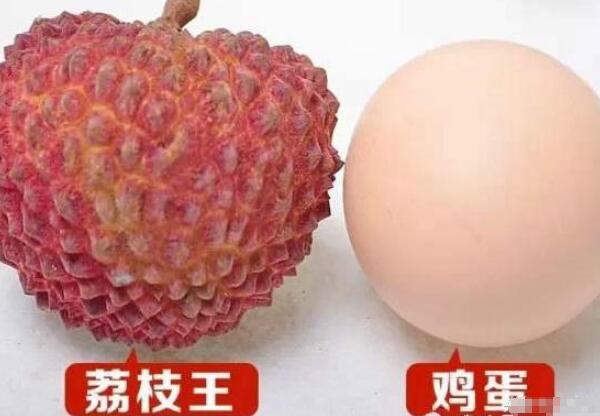 世界上最大的荔枝树有多大，中国最古老的荔枝树在哪里