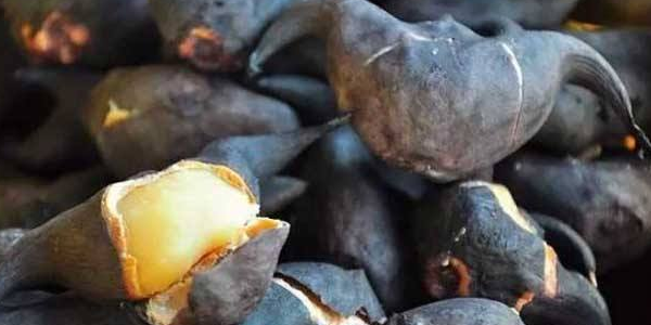 菱角煮多久才能变成黑色,菱角煮多久才能杀死寄生虫