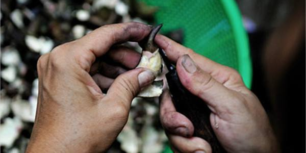 怎么剥菱角不伤手,菱角怎么徒手剥