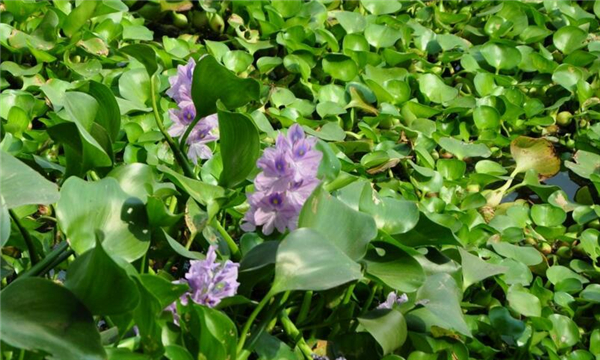 北方人认为菱角长在哪里,吃菱角的好处和营养价值