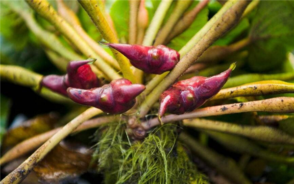 菱角煮熟了还是脆的吗,菱角怎么吃怎么做