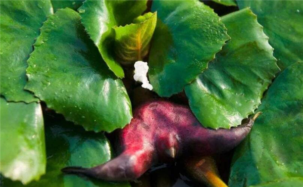 菱角煮熟了还是脆的吗,菱角怎么吃怎么做