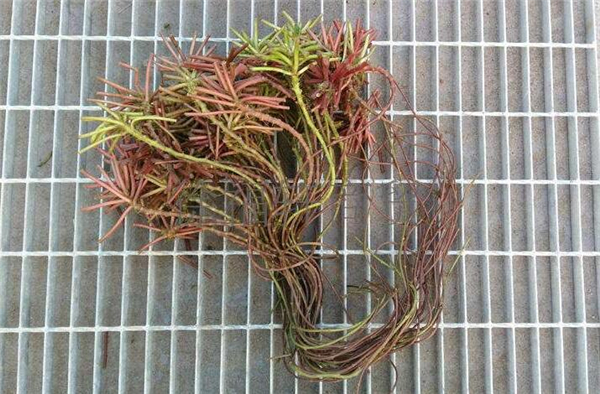 菱角的根茎可以吃吗,菱角根茎怎么做好吃法