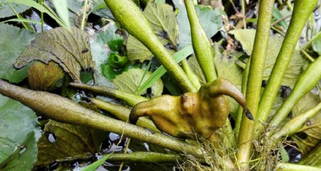 生菱角怎么剥壳,菱角怎么吃最好