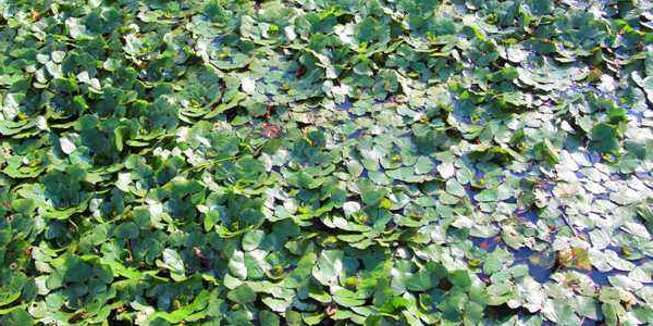 菱角在水里种几月份播种,5月份还来得及种菱角