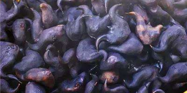 老菱角怎么种植,鱼塘里能种菱角吗