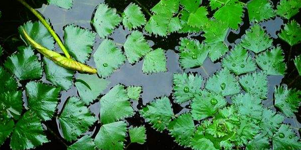 老菱角怎么种植,鱼塘里能种菱角吗