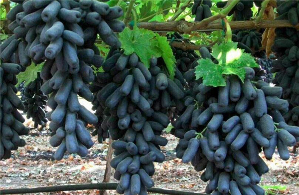 蓝宝石葡萄多少钱一斤,蓝宝石葡萄价格