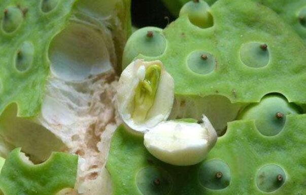 莲藕种子是怎样的,莲藕种子是怎么发芽出来的