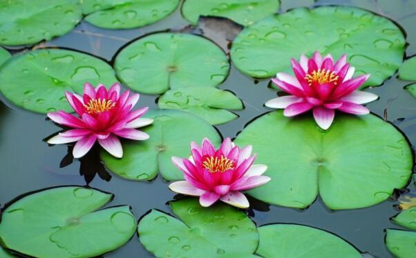 荷花种子和睡莲种子的区别，睡莲的种子靠什么传播种子