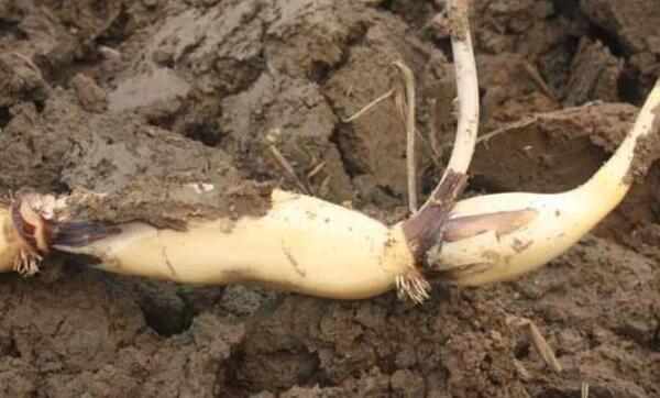 莲藕发芽到什么程度才可以种,新种下的莲藕什么时候能发芽