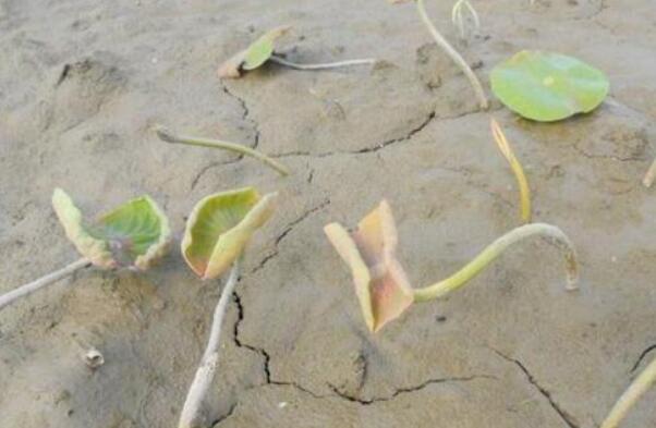 莲藕发芽到什么程度才可以种,新种下的莲藕什么时候能发芽