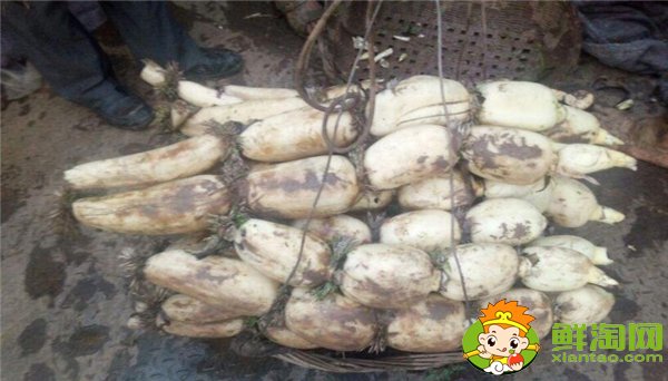 什么莲藕品种产量最高,当前什么莲藕品种产量大