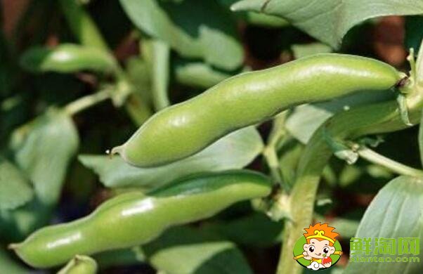 蚕豆和毛豆是一样的吗,毛豆与蚕豆的区别