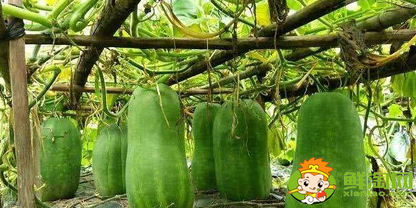 冬瓜什么时候种植最好,冬瓜什么时候种植高产